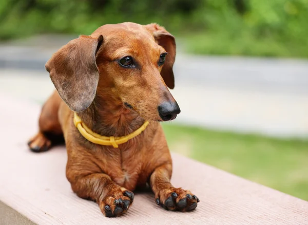 Dachshund in park — Stock Photo, Image