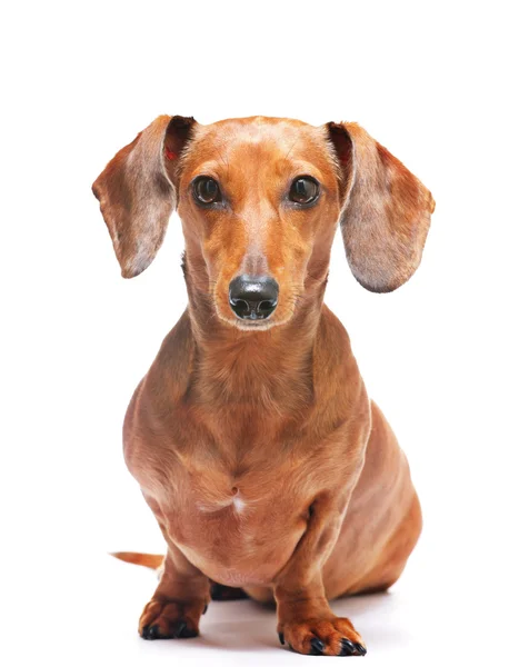 ダックスフント犬 — ストック写真
