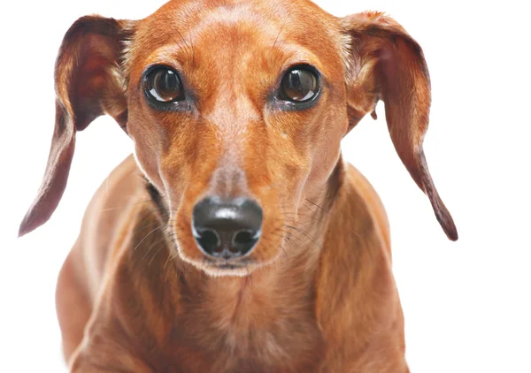 Dachshund look at you — Stock Photo, Image