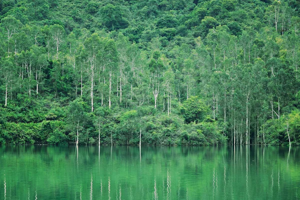 Озеро с деревом — стоковое фото
