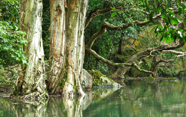 Дерево в воде в лесу — стоковое фото