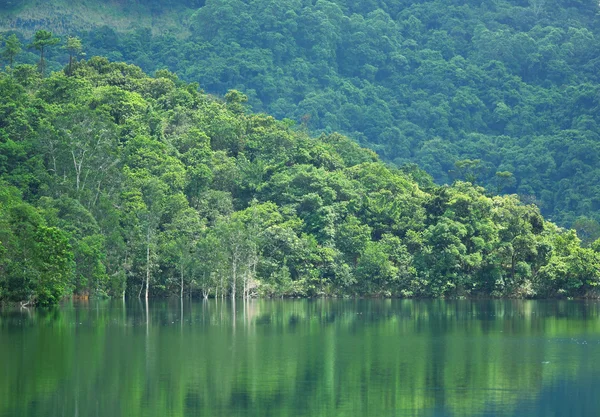 Озеро с деревом — стоковое фото