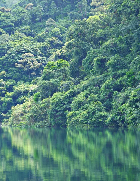 Lago con albero — Foto Stock