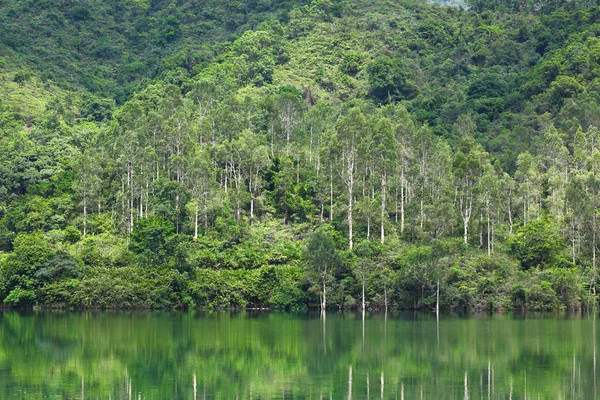 Lake with wood — Stock Photo, Image