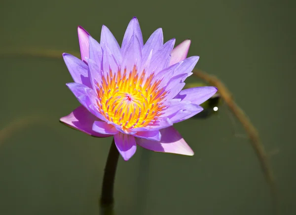 Водяной цветок — стоковое фото