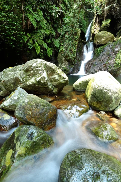 Arroyo en la selva —  Fotos de Stock
