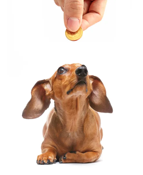 Dachshund perro buscando dinero —  Fotos de Stock