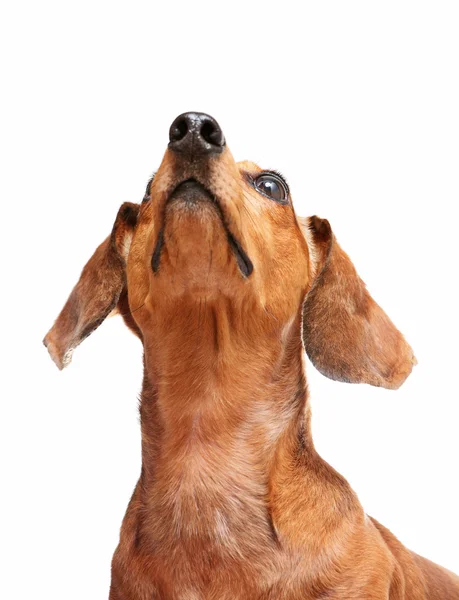 Dachshund dog looking to top — Stock Photo, Image