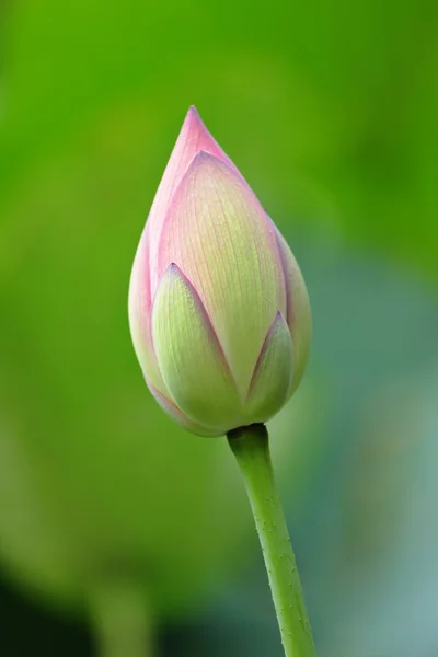 stock image Lotus bud