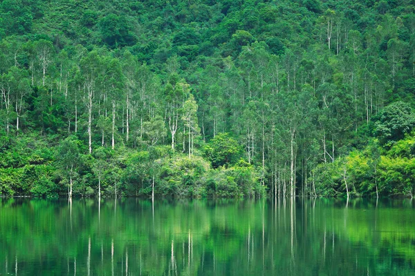Lago com árvore — Fotografia de Stock