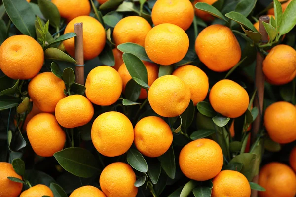 Kumquat para o ano novo chinês — Fotografia de Stock