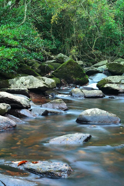 Πηγή νερού στην ζούγκλα — Φωτογραφία Αρχείου