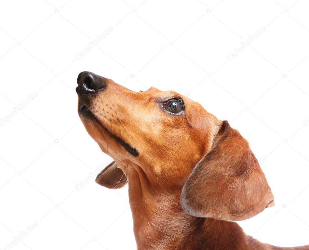 Dachshund dog looking up