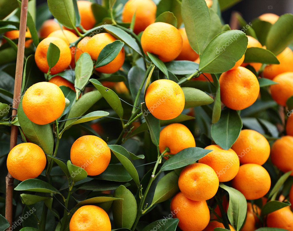 chinese new year kumquat tree