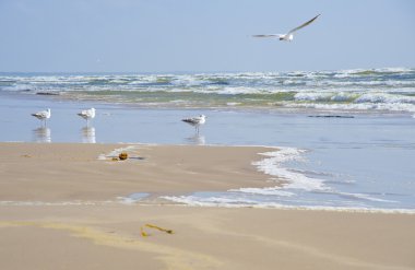 Seagulls at coast of Jurmala clipart