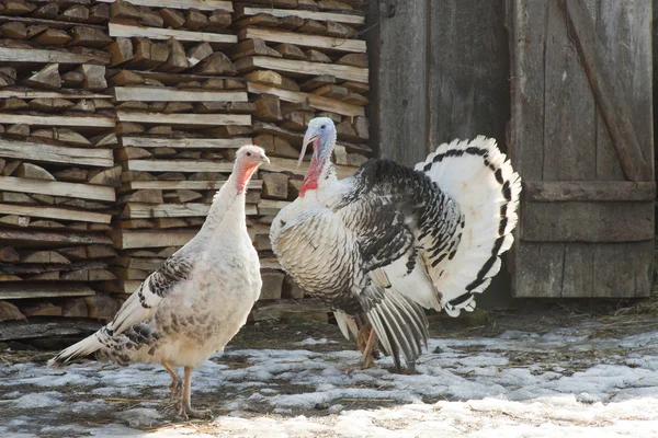 Meeting of turkey-cocks — Stock Photo, Image