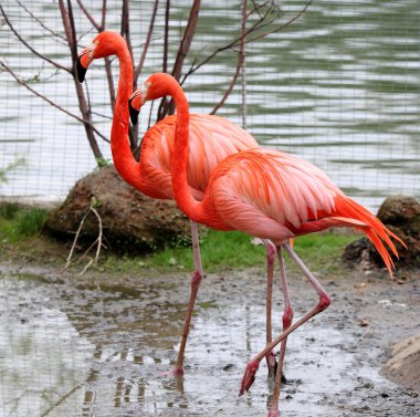 İki pembe flamingo.