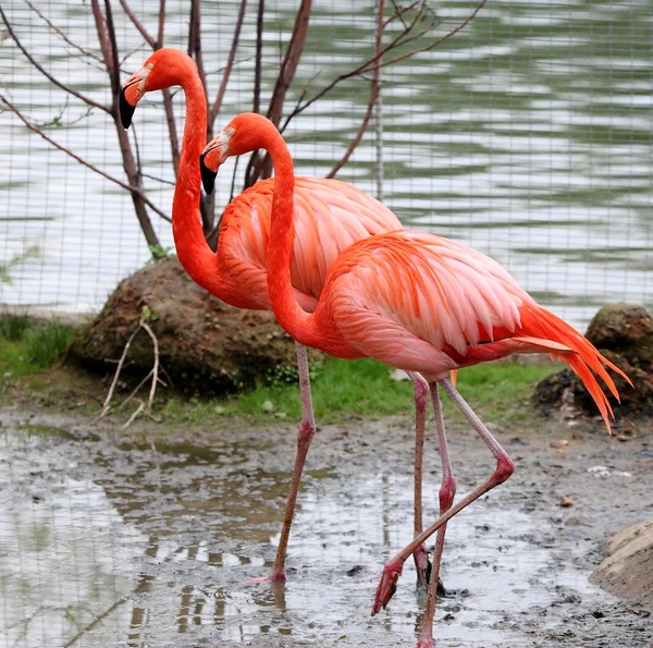 İki pembe flamingo. Stok Fotoğraf