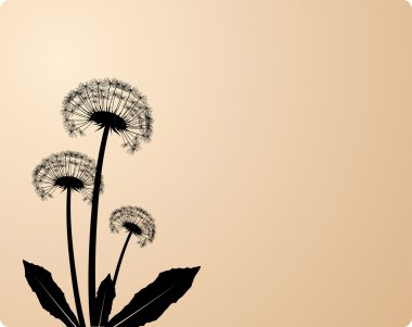 Dandelions. clipart