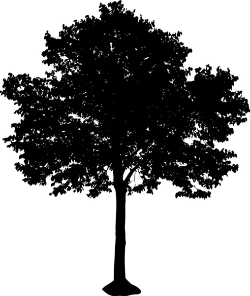 Tree silhouette — Stock Vector