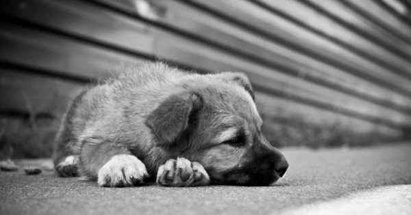 Щенок спит на улице . — стоковое фото