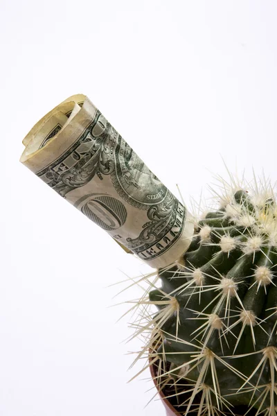 Kaktus mit Dollar — Stockfoto