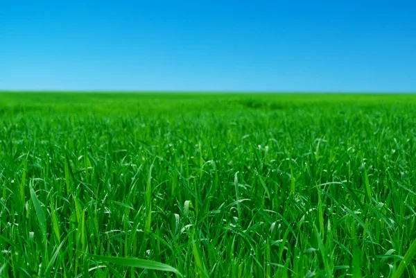 Groen gras en blauwe lucht Stockafbeelding