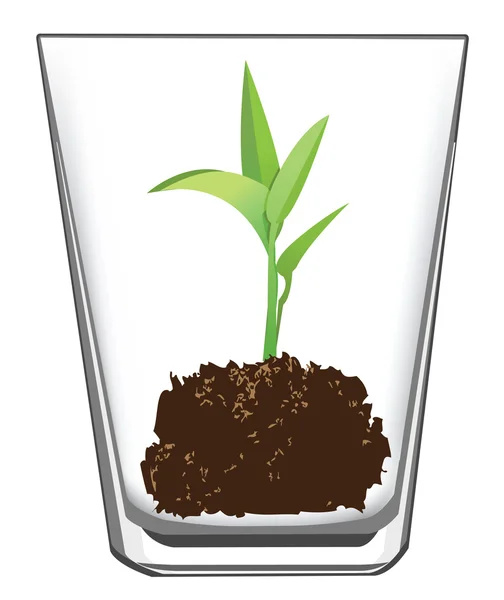 Planta cultivada de sementes em vidro —  Vetores de Stock