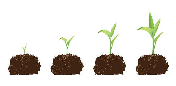 Seedling or germination — Stock Vector