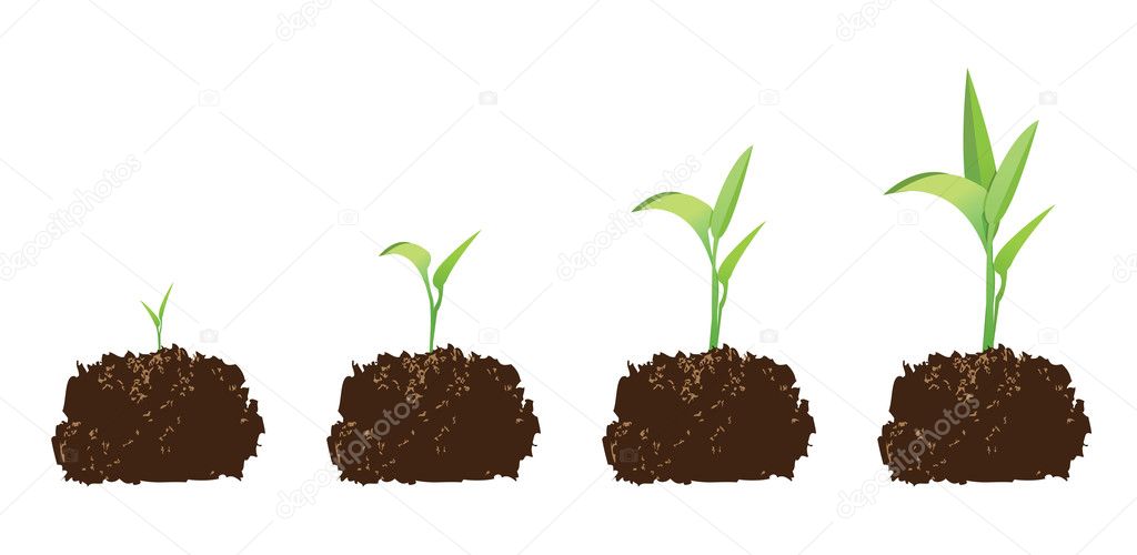 Seedling or germination