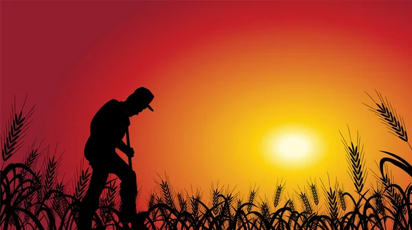 Buğday tarlasında çiftçi — Stok Vektör