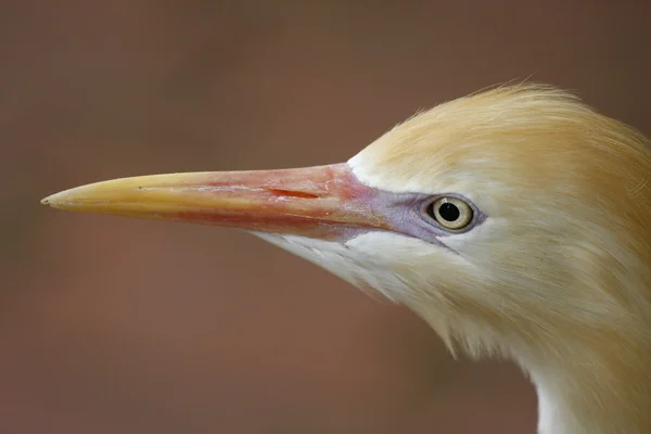 stock image A heron