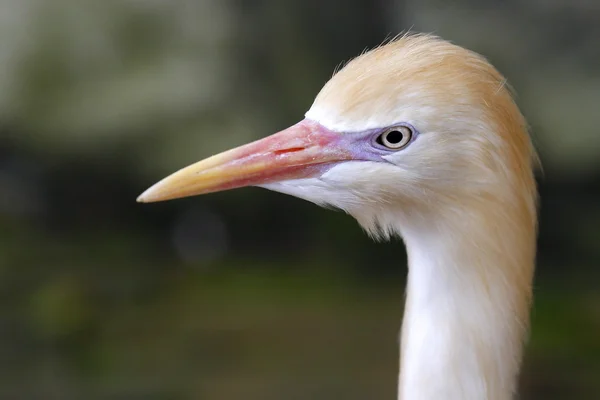 stock image A heron