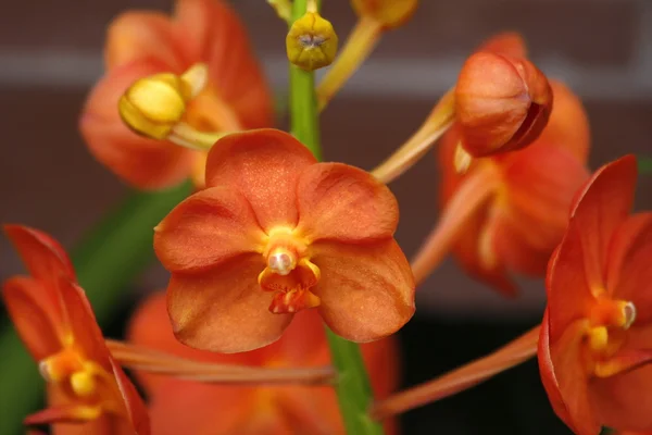 stock image Orchid