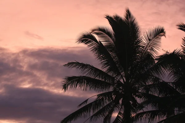 Palm i gryningen — Stockfoto