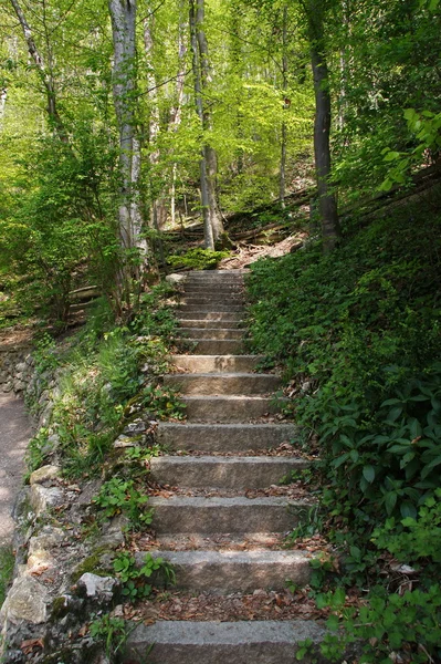 Escaleras en el bosque —  Fotos de Stock