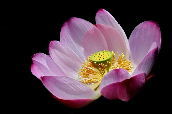 stock image Lotus Flower