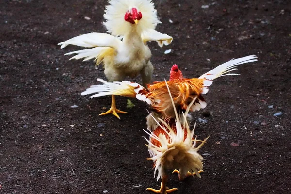 stock image Bloodless cockfight