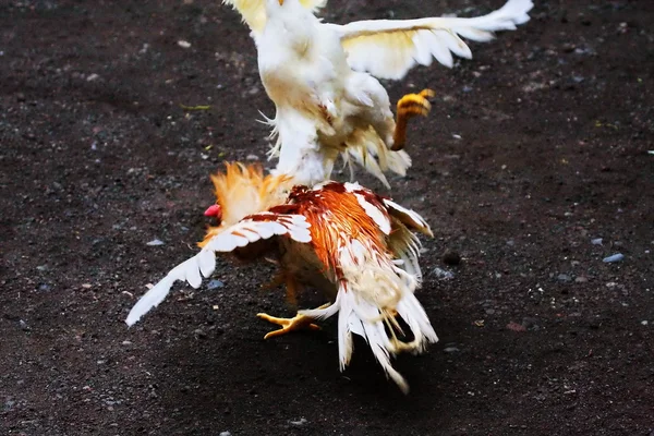 無血の闘鶏 — ストック写真