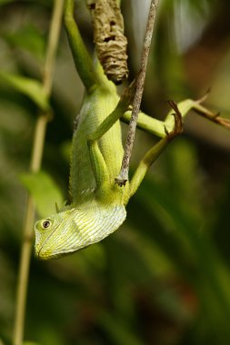 LEGUAN