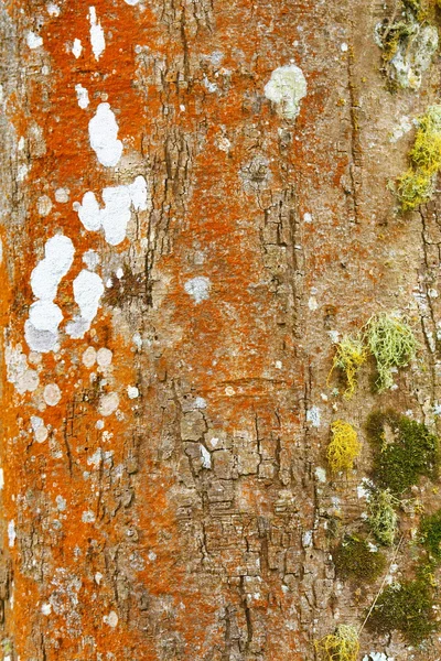 Casca de árvore com musgo — Fotografia de Stock