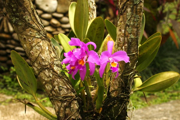 Orquídea, rainha das flores — Fotografia de Stock