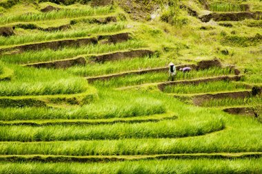 Rice field in Bali clipart