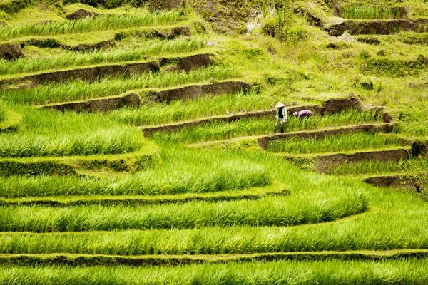 Reisfeld auf Bali — Stockfoto