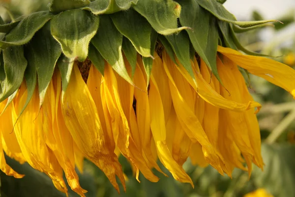 stock image Sunflower