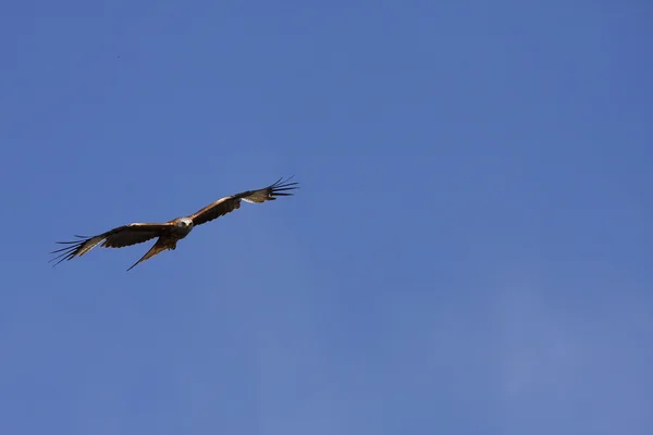 stock image Milan in flight