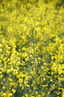 Rapeseed field clipart