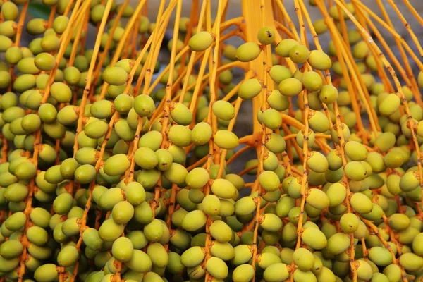 stock image Date Palm