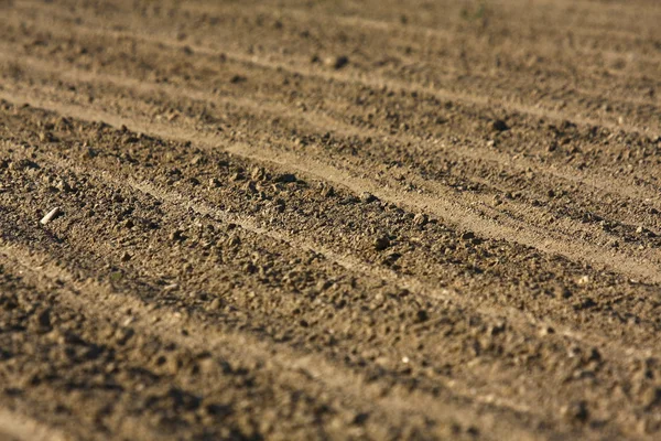 stock image Agriculture