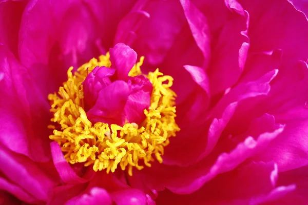 stock image Peony in pink